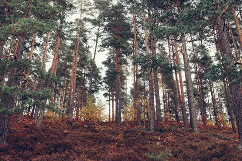 Autumn Forest Path 4K Wallpaper · autumn · 3840×2560