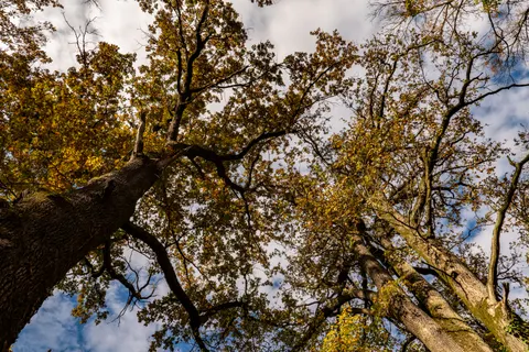 Autumn Forest Path 4K Wallpaper · autumn · 3840×2560
