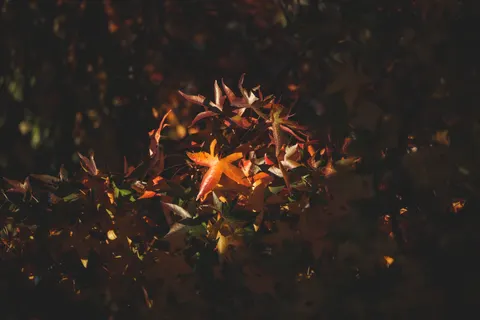Autumn Forest Path 4K Wallpaper · autumn · 3840×2560