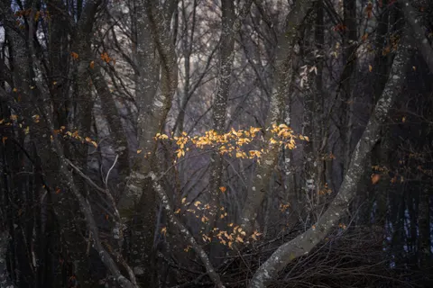 Autumn Forest Path 4K Wallpaper · autumn · 3840×2560