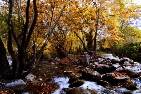 Autumn Forest Path 4K Wallpaper · autumn · 3840×2560