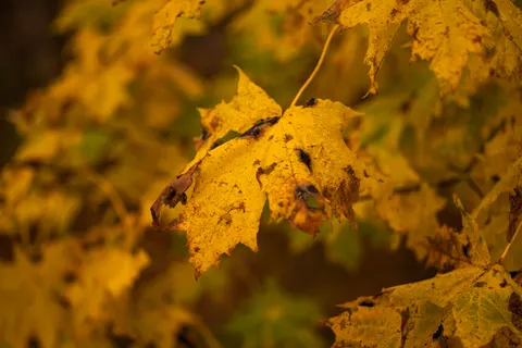 Autumn Forest Path 4K Wallpaper · autumn · 3840×2560