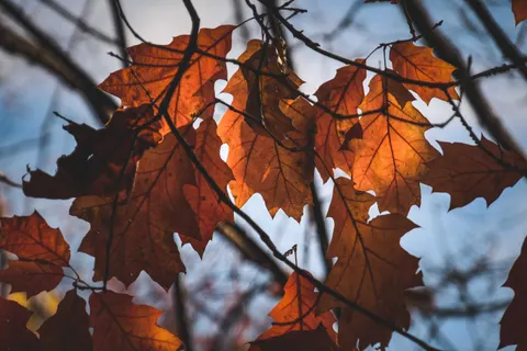 Autumn Forest Path 4K Wallpaper · autumn · 3840×2560