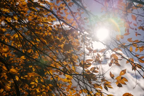 Autumn Forest Path 4K Wallpaper · autumn · 3840×2560