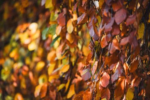 Autumn Forest Path 4K Wallpaper · autumn · 3840×2560