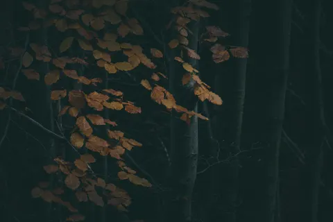 Autumn Forest Path 4K Wallpaper · autumn · 3840×2560