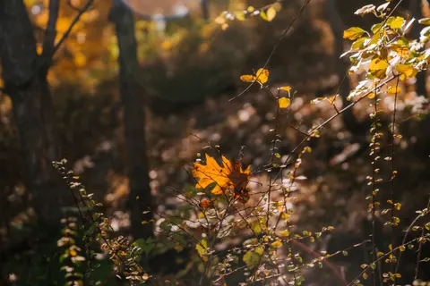Autumn Forest Path 4K Wallpaper · autumn · 3840×2560