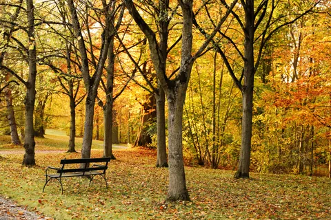 Autumn Forest Path 4K Wallpaper · autumn · 3840×2560
