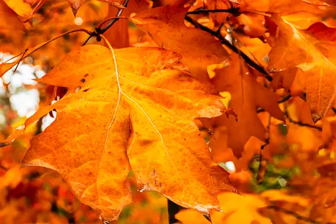 Autumn Forest Path 4K Wallpaper · autumn · 3840×2560
