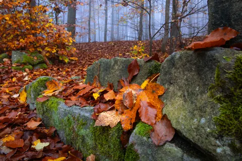 Autumn Forest Path 4K Wallpaper · autumn · 3840×2560