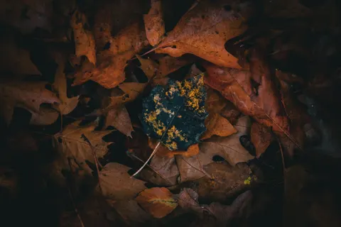 Autumn Forest Path 4K Wallpaper · autumn · 3840×2560