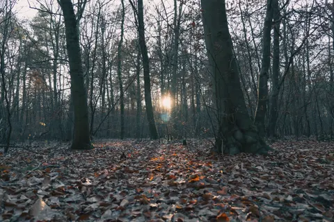 Autumn Forest Path 4K Wallpaper · autumn · 3840×2560