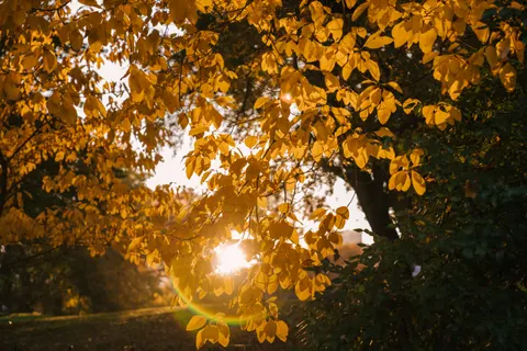 Autumn Forest Path 4K Wallpaper · autumn · 3840×2560