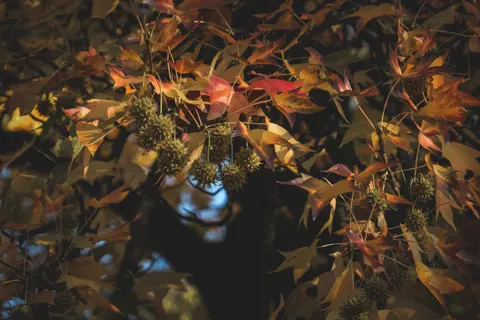 Autumn Forest Path 4K Wallpaper · autumn · 3840×2560