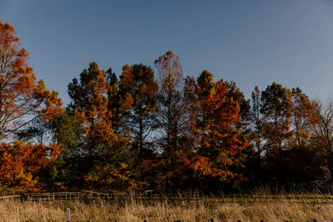 Autumn Forest Path 4K Wallpaper · autumn · 3840×2560