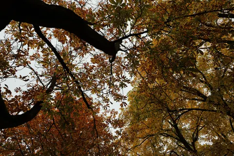 Autumn Forest Path 4K Wallpaper · autumn · 3840×2560