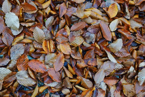 Autumn Forest Path 4K Wallpaper · autumn · 3840×2560