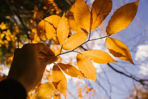 Autumn Forest Path 4K Wallpaper · autumn · 3840×2560