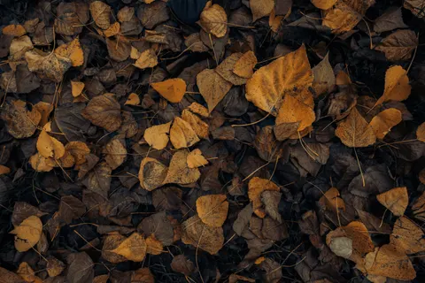 Autumn Forest Path 4K Wallpaper · autumn · 3840×2560