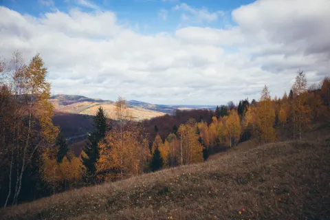 Autumn Forest Path 4K Wallpaper · autumn · 3840×2560
