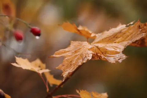 Autumn Maple Leaves 4K Wallpaper · autumn · 3840×2560