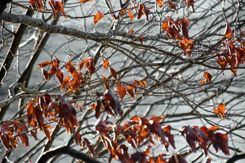 Autumn Maple Leaves 4K Wallpaper · autumn · 3840×2560