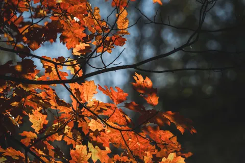 Autumn Maple Leaves 4K Wallpaper · autumn · 3840×2560