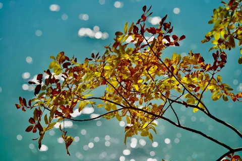 Autumn Maple Leaves 4K Wallpaper · autumn · 3840×2560