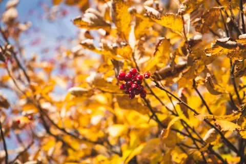 Autumn Maple Leaves 4K Wallpaper · autumn · 3840×2560