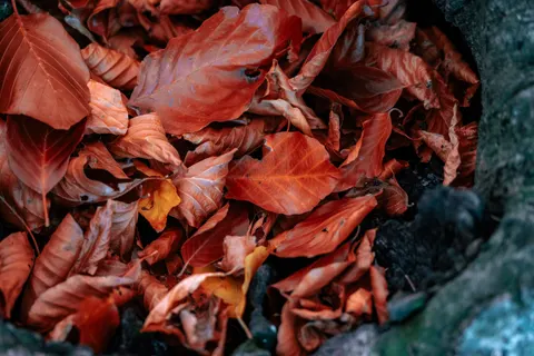 Autumn Maple Leaves 4K Wallpaper · autumn · 3840×2560