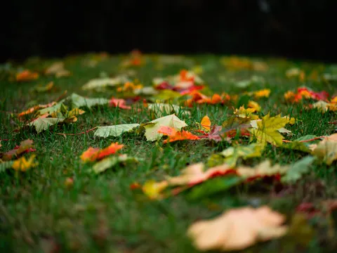 Autumn Maple Leaves 4K Wallpaper · autumn · 3840×2878