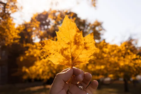 Autumn Maple Leaves 4K Wallpaper · autumn · 3840×2560