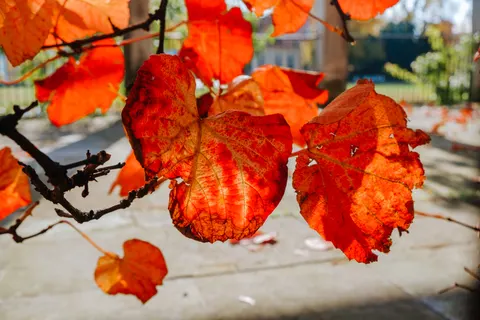 Autumn Maple Leaves 4K Wallpaper · autumn · 3840×2560