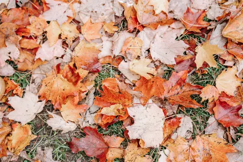 Autumn Maple Leaves 4K Wallpaper · autumn · 3840×2560