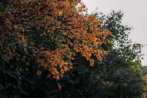 Autumn Maple Leaves 4K Wallpaper · autumn · 3840×2560