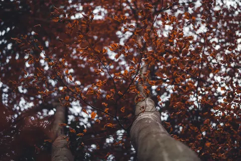 Autumn Maple Leaves 4K Wallpaper · autumn · 3840×2560