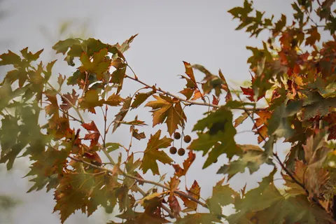 Autumn Maple Leaves 4K Wallpaper · autumn · 3840×2560