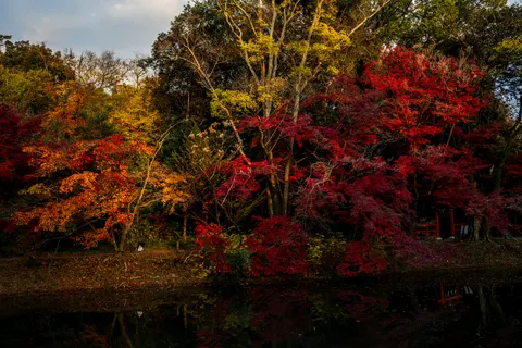 Autumn Maple Leaves 4K Wallpaper · autumn · 3840×2560