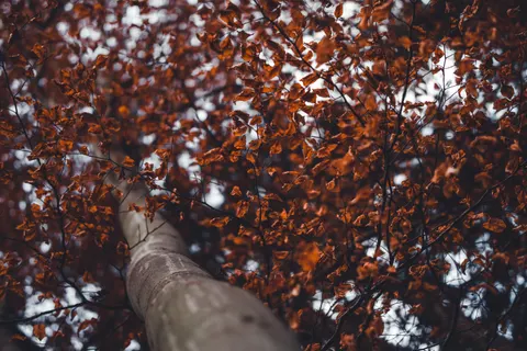 Autumn Maple Leaves 4K Wallpaper · autumn · 3840×2560