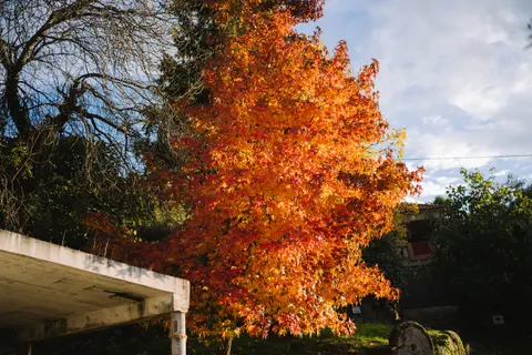 Autumn Maple Leaves 4K Wallpaper · autumn · 3840×2560
