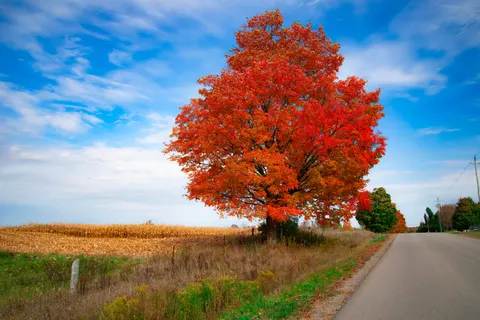 Autumn Maple Leaves 4K Wallpaper · autumn · 3840×2563