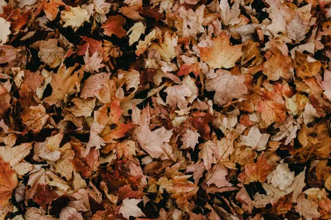 Autumn Maple Leaves 4K Wallpaper · autumn · 3840×2560