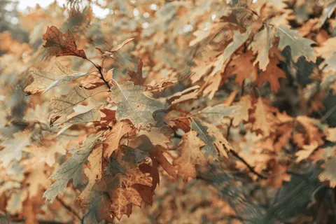 Autumn Maple Leaves 4K Wallpaper · autumn · 3840×2560