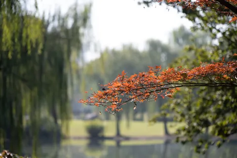 Autumn Maple Leaves 4K Wallpaper · autumn · 3840×2560