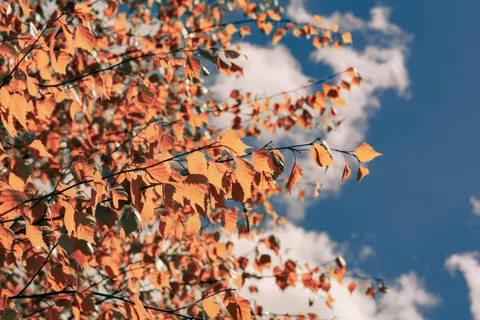 Autumn Maple Leaves 4K Wallpaper · autumn · 3840×2560