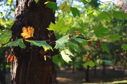 Autumn Maple Leaves 4K Wallpaper · autumn · 3840×2560