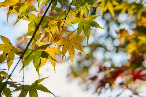 Autumn Maple Leaves 4K Wallpaper · autumn · 3840×2560