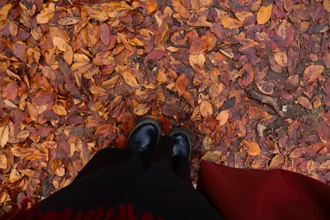 Autumn Maple Leaves 4K Wallpaper · autumn · 3840×2560