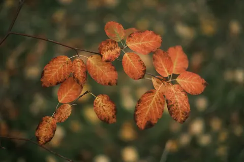Autumn Maple Leaves 4K Wallpaper · autumn · 3840×2560