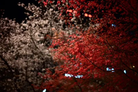 Autumn Maple Leaves 4K Wallpaper · autumn · 3840×2560